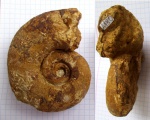 Pictetia vogdti