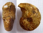 Наутилида Palelialia sp.