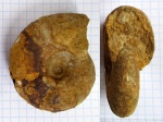 Valdedorsella sp.