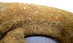 Лопастные линии на внутренности оборота Biasaloceras sp.