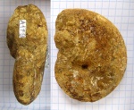 Euphylloceras ponticuli. Травмированный?