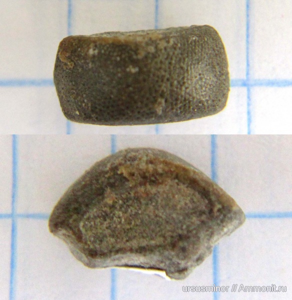 морские звезды, Goniasteridae
