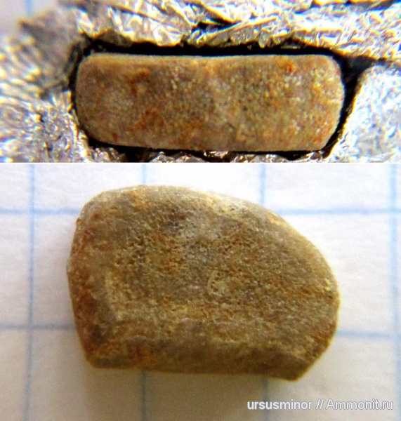 морские звезды, Goniasteridae, нижний готерив