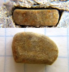 Членик луча нижнемеловой звезды Goniasteridae