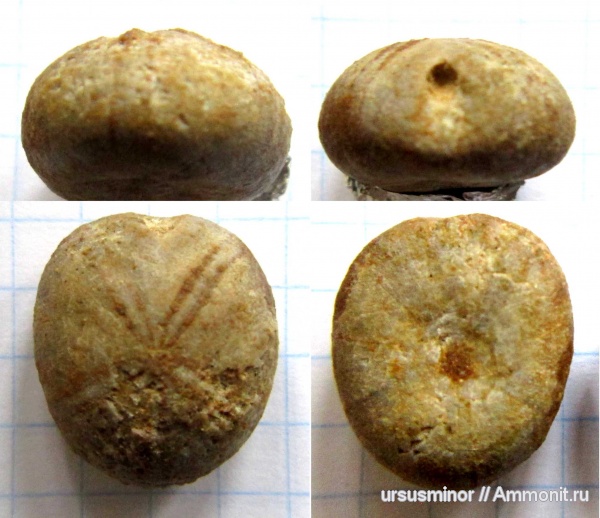 морские ежи, готерив, ?, нижний готерив, Pygorhynchus