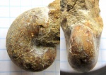 Аммонит Phyllopachyceras sp.