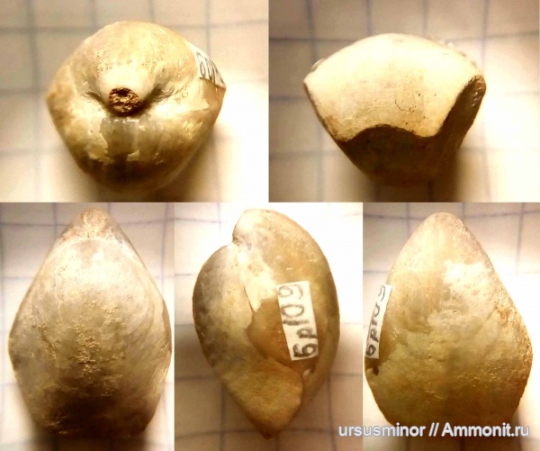 готерив, Terebratulida, зона Lyticoceras nodosoplicatum, нижний готерив, Musculina, Musculina sanctaecrucis, зона Crioceratites loryi