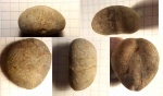 Tetraromania jaccardi
