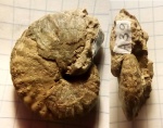Nicklesia pulchella