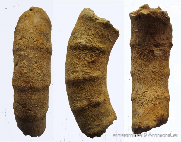 гетероморфные аммониты, готерив, ?, Crioceratites, нижний готерив