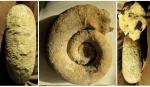 Крупный Lytoceras? sp. с воротниками и пережимами