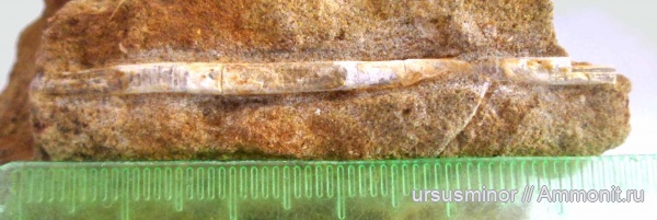 белемниты, нижний готерив, Vaunagites