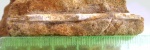 Необычный белемнит Vaunagites sp.