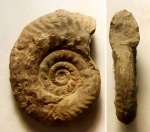 Келловейский Rossiensiceras evolutum