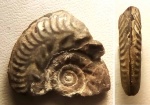 Rossiensiceras multicostatum (келловей)