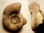 Келловейский аммонит Dinolytoceras adelae