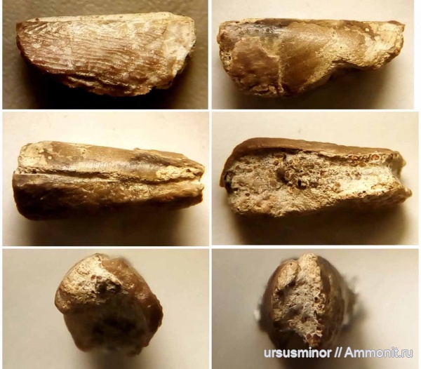 готерив, аптихи, Lamellaptychus, Tauriaptychus, верхний готерив, Tauriaptychus angulicostatus, Lamellaptychus angulicostatus