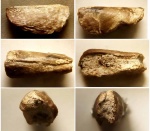 Аптих Tauriaptychus angulicostatus, верхний готерив