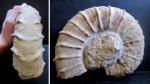 Крупный Eleniceras sp.