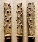 Игла ежа Diplocidaris cladifera (?)
