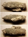 Оксфордский (?) Rhopaloteuthis sauvanaui
