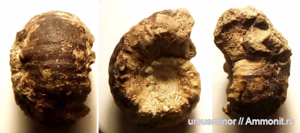 гетероморфные аммониты, нижний баррем, верхний готерив, Paraspiticeras, Paraspiticeras laeve