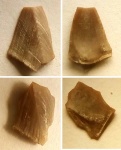 усоногих рачков Cirripedia