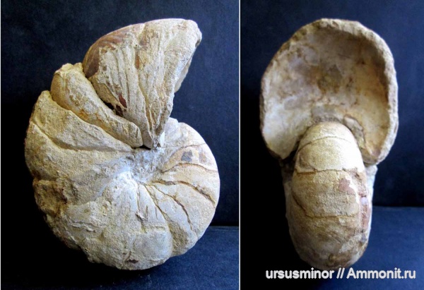 Cymatoceras, Nautilida, нижний готерив, Cymatoceras renngarteni