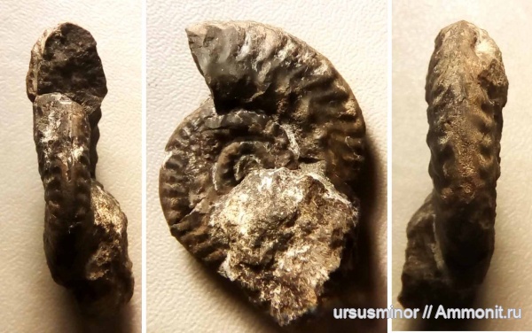 Rossiensiceras, келловей, Rossiensiceras uhligi