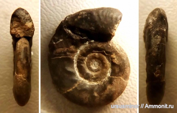 Rossiensiceras, келловей, Rossiensiceras evolutum