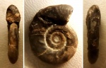 Молодой Rossiensiceras evolutum (?) с аномалией