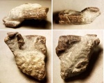 Рак Glyphea sp.