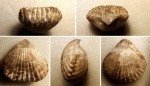 Cyclothyris castellanensis