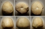 Туронский еж Conulus subrotundus conoidea