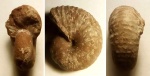 Нижнебарремский Phyllopachyceras infundibulum