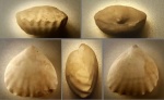 Orbirhynchia cuvieri (турон)