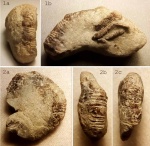 Раки Meyeria ornata
