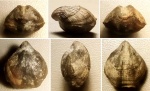 Келловейская Dictyothyris cf. gzheliensis