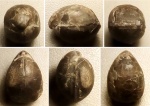 Келловейская Zeilleria sp.