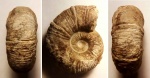 Astieridiscus elegans (?)