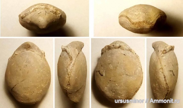 Serpula, готерив, Terebratulida, Epizoans, нижний готерив
