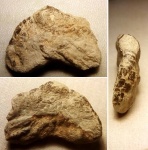 Покровы молодого рака Glyphea sp.