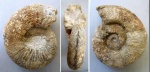 Аммонит Eleniceras sp.