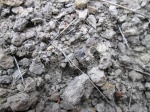 Оксфордский ринхолит Gonatocheilus sp. in situ