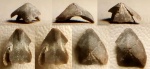 Gonatocheilus sp.