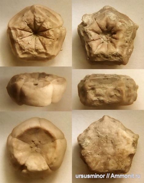 оксфорд, Crinoidea, Cyrtocrinida, Sclerocrinus, мыс Айя, Solanocrinites, Comatulida, чашечки морских лилий