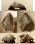 Ринхолит Gonatocheilus cf. larus