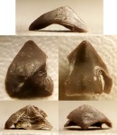 Gonatocheilus sp.