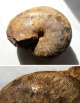 Перламутровый Euphylloceras ponticuli
