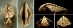 Leptocheilus (Leptocheilus) chaudonensis